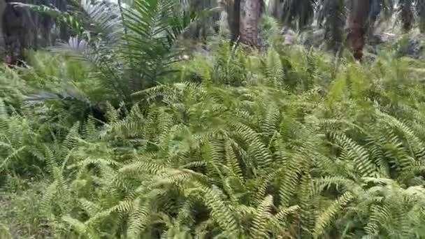 Aufnahmen Des Geisterfarns Der Wild Auf Der Palmölplantage Wächst — Stockvideo