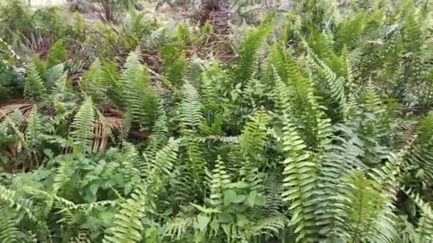Footage Fiddlehead Fern Growing Wildly Palm Oil Plantation — Stock Video