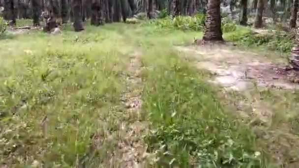 Scena Wejścia Plantację Dzikiego Oleju Palmowego — Wideo stockowe