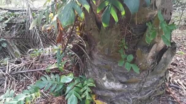 Imagens Plantas Monsteria Folhosas Grandes Rastejando Palmeira — Vídeo de Stock