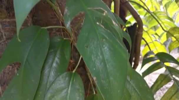 Metraje Grandes Plantas Monstruos Gateando Palmera — Vídeo de stock