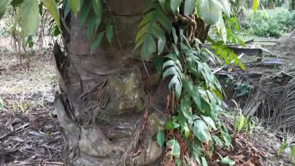 Metraje Grandes Plantas Monstruos Gateando Palmera — Vídeos de Stock