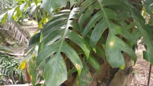 Palmiye Ağacında Sürünen Büyük Yapraklı Canavarın Görüntüleri — Stok video