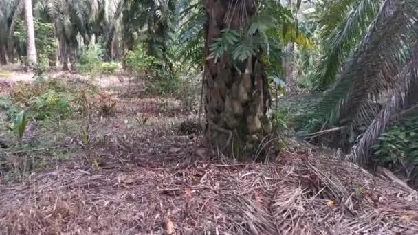 Imagens Plantas Monsteria Folhosas Grandes Rastejando Palmeira — Vídeo de Stock