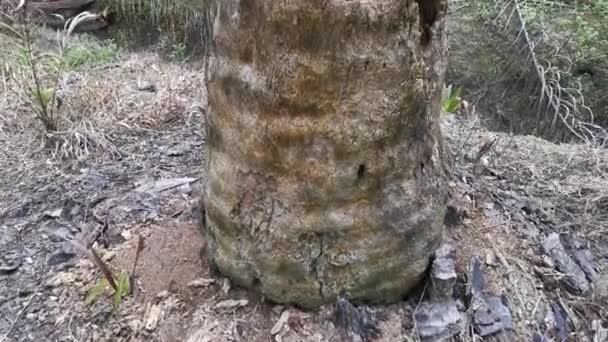 Footage Single Dead Tree Trunk Plantation — Stock Video