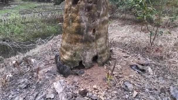 Footage Single Dead Tree Trunk Plantation — Stock Video