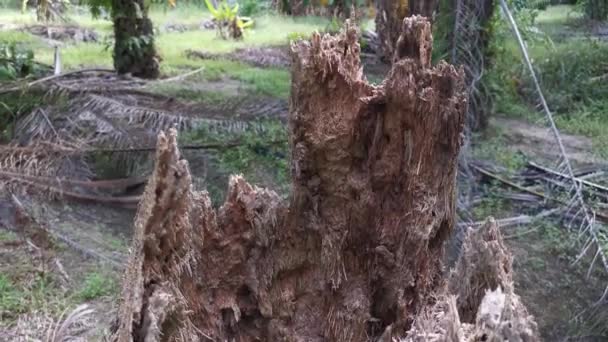 Footage Single Dead Tree Trunk Plantation — Stock Video