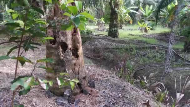 Footage Single Dead Tree Trunk Plantation — Stock Video