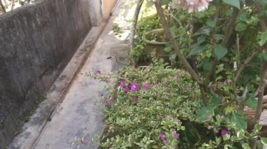 Renkli bougainvillea çiçek dallarının görüntüleri.