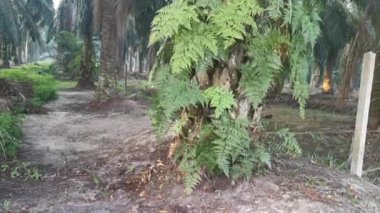 Yeşil Davalliaceae eğreltiotu yapraklarının görüntüleri..