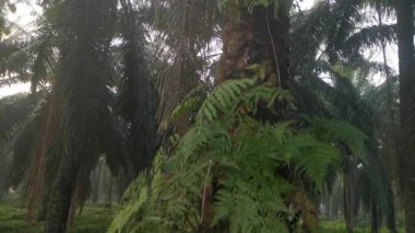 Yeşil Davalliaceae eğreltiotu yapraklarının görüntüleri..