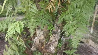 Yeşil Davalliaceae eğreltiotu yapraklarının görüntüleri..