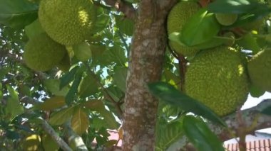 Jackfruit fabrikasının genç meyve veren görüntüleri.