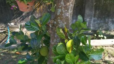 Jackfruit fabrikasının genç meyve veren görüntüleri.