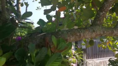 Jackfruit fabrikasının genç meyve veren görüntüleri.