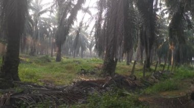 Palmiye yağı çiftliğinin kırsal kesiminde sabah güneşinin görüntüsü