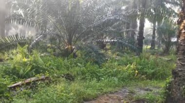 Palmiye yağı çiftliğinin kırsal kesiminde sabah güneşinin görüntüsü