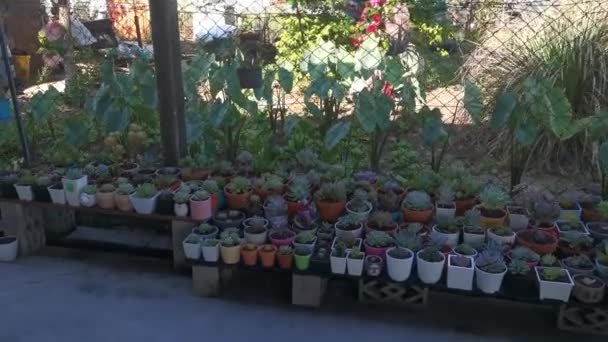 Beeldmateriaal Van Variëteiten Van Kleine Sappige Cactussen Kamerplanten — Stockvideo