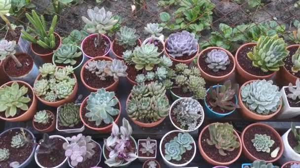 Footage Varieties Small Succulent Cacti Houseplants — Stock Video