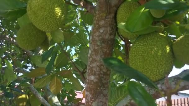 Materiał Filmowy Rośliny Jackfruit Przynoszącej Młode Owoce — Wideo stockowe