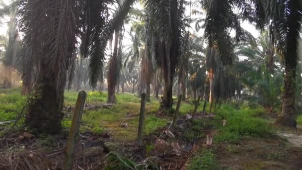 Filmagem Cena Raio Sol Manhã Fazenda Óleo Palma Campo — Vídeo de Stock