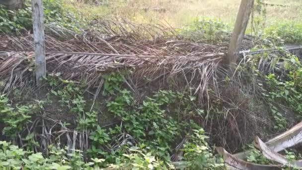 Imágenes Escena Del Rayo Sol Mañana Granja Aceite Palma — Vídeo de stock