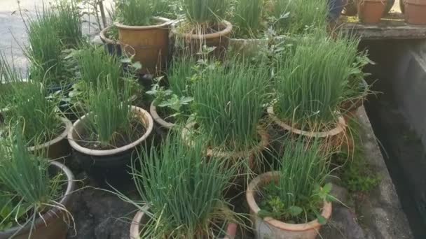 Aufnahmen Von Frischer Bio Hauspflanze Frühlingszwiebeln Gemüse — Stockvideo