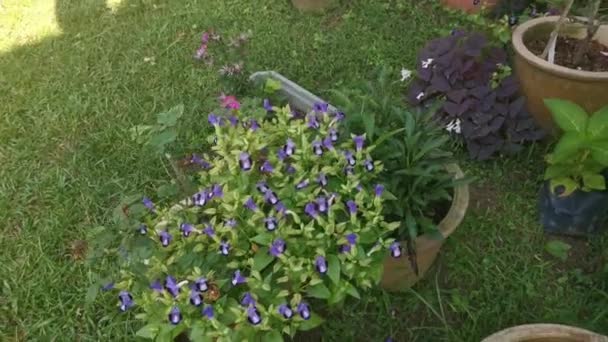 蓝色紫丁香花的片断 — 图库视频影像