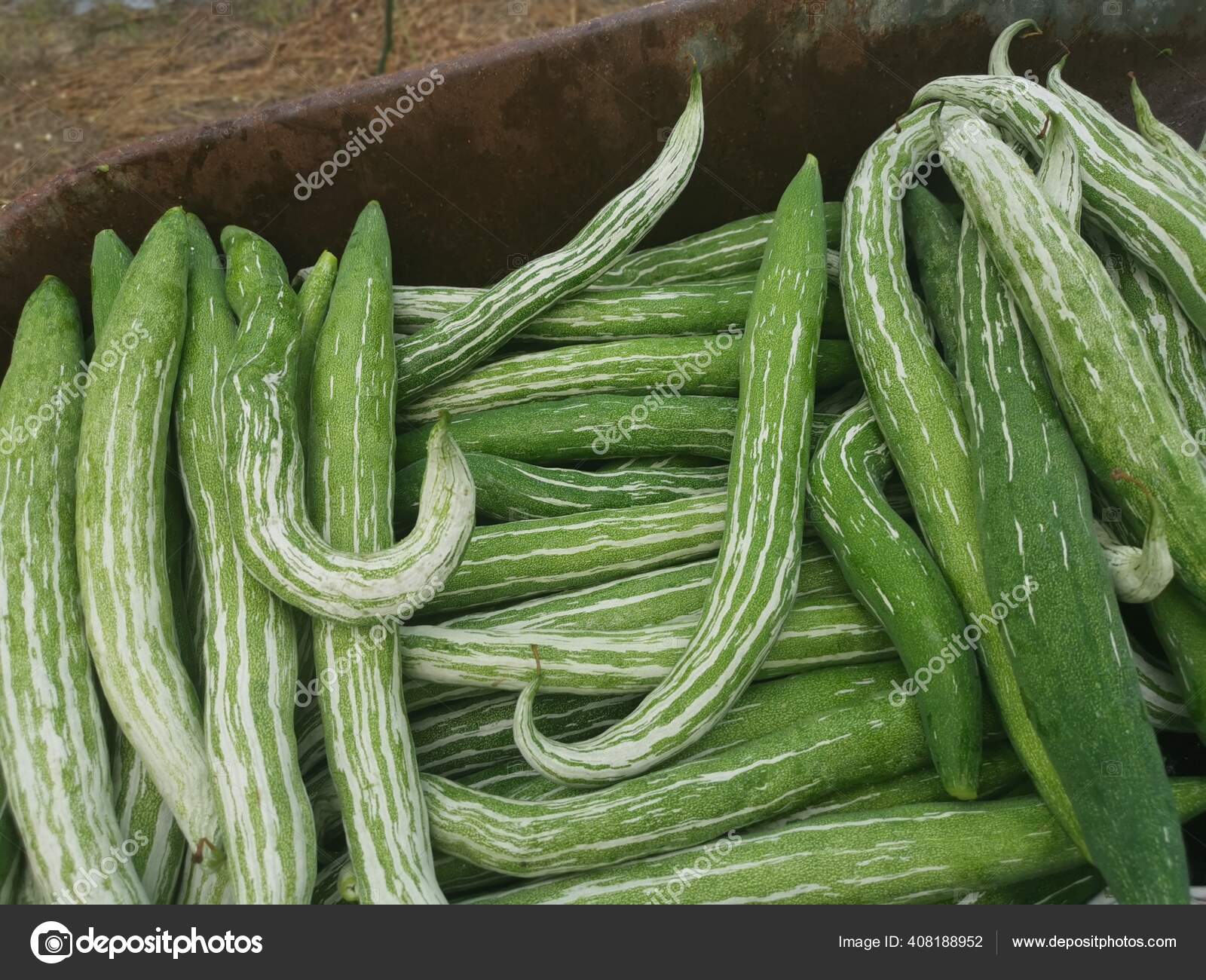Snake Gourd Leaves Images Royalty Free Stock Snake Gourd Leaves Photos Pictures Depositphotos