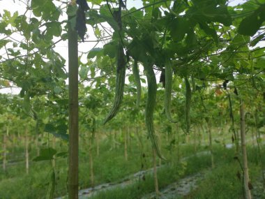 Yılan kabağı bitkisinin görüntüsü..