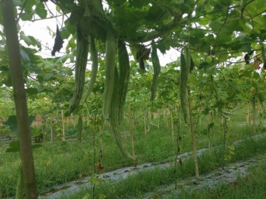 Yılan kabağı bitkisinin görüntüsü..