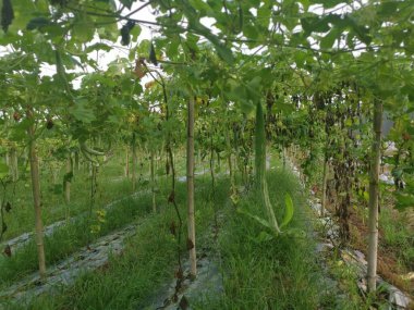 Yılan kabağı bitkisinin görüntüsü..