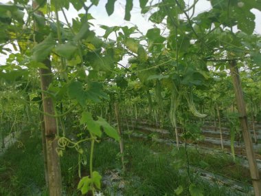 Yılan kabağı bitkisinin görüntüsü..