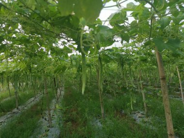 Yılan kabağı bitkisinin görüntüsü..