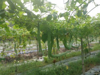 Yılan kabağı bitkisinin görüntüsü..