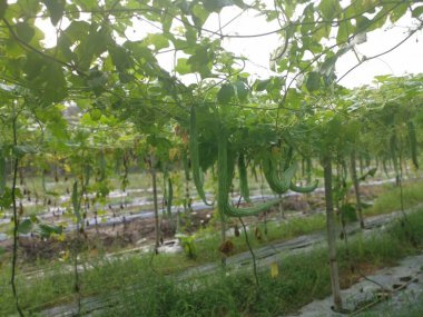 Yılan kabağı bitkisinin görüntüsü..