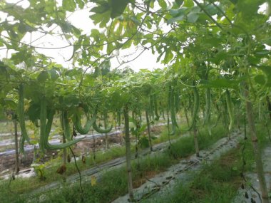 Yılan kabağı bitkisinin görüntüsü..