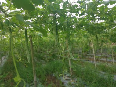 Yılan kabağı bitkisinin görüntüsü..