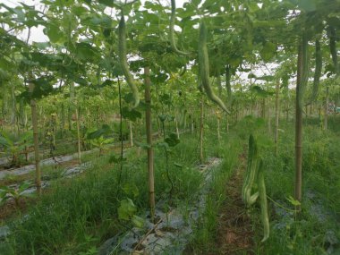 Yılan kabağı bitkisinin görüntüsü..