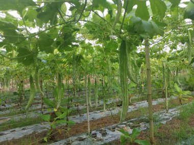 Yılan kabağı bitkisinin görüntüsü..