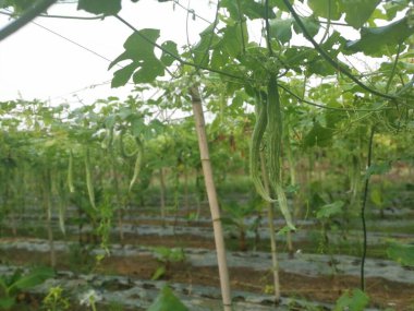 Yılan kabağı bitkisinin görüntüsü..