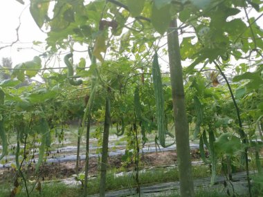 Yılan kabağı bitkisinin görüntüsü..