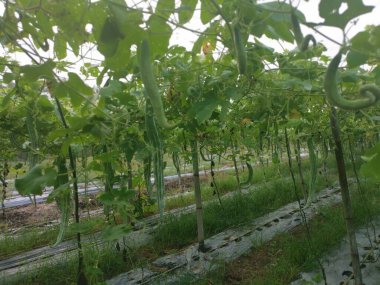 Yılan kabağı bitkisinin görüntüsü..