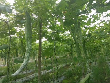 Yılan kabağı bitkisinin görüntüsü..