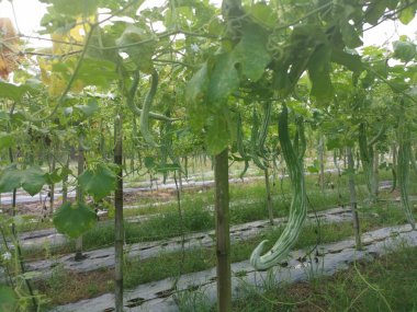 Yılan kabağı bitkisinin görüntüsü..