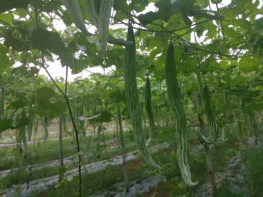 Yılan kabağı bitkisinin görüntüsü..