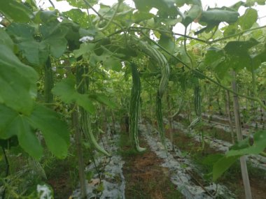 Yılan kabağı bitkisinin görüntüsü..