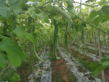 Yılan kabağı bitkisinin görüntüsü..