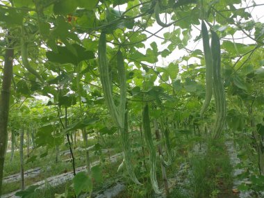 Yılan kabağı bitkisinin görüntüsü..