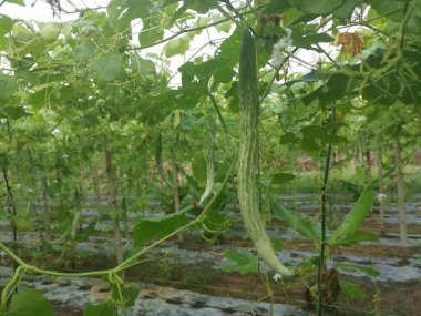 Yılan kabağı bitkisinin görüntüsü..